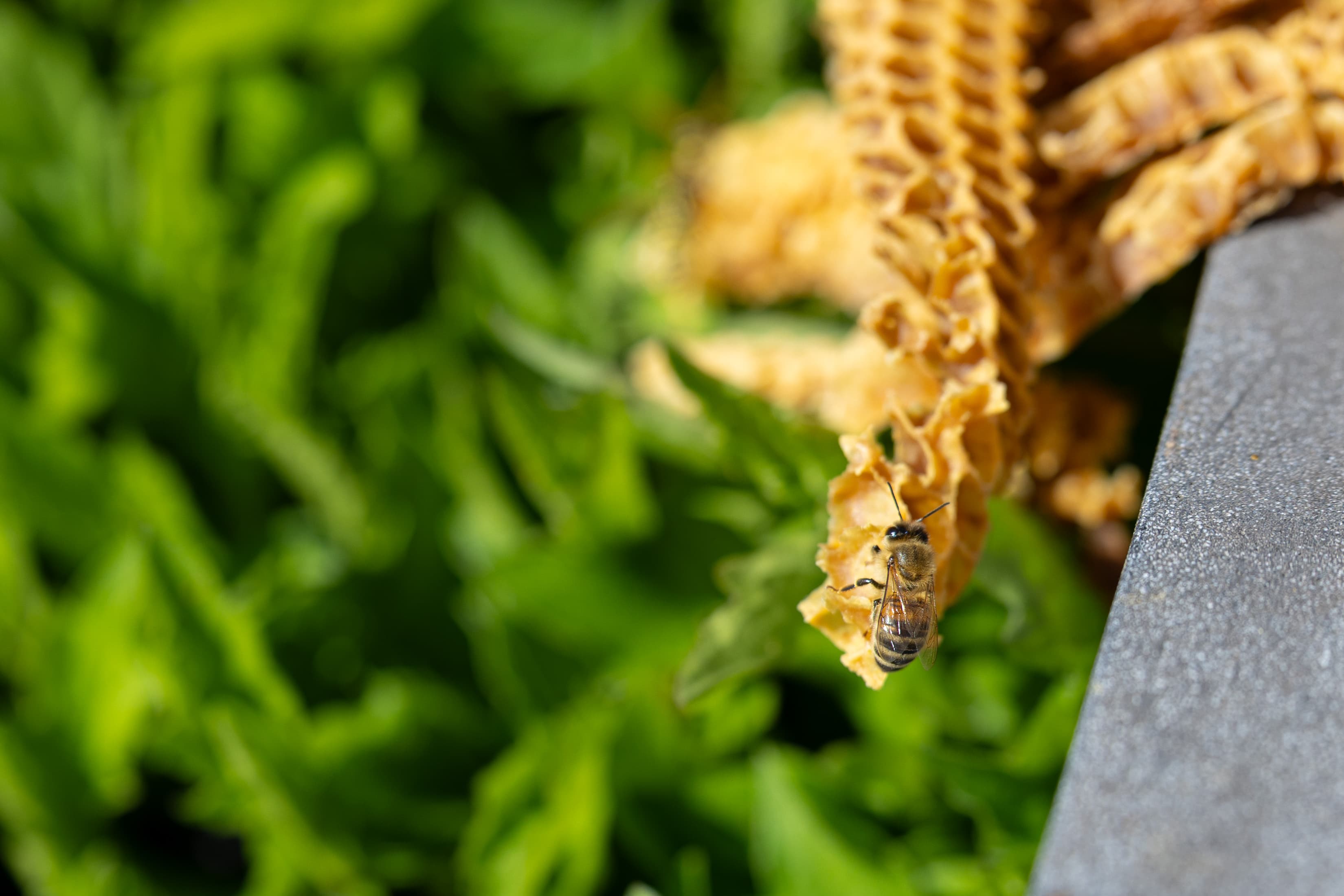 2025_04_08_Bienen-Meet-and-Greet-4551.jpg