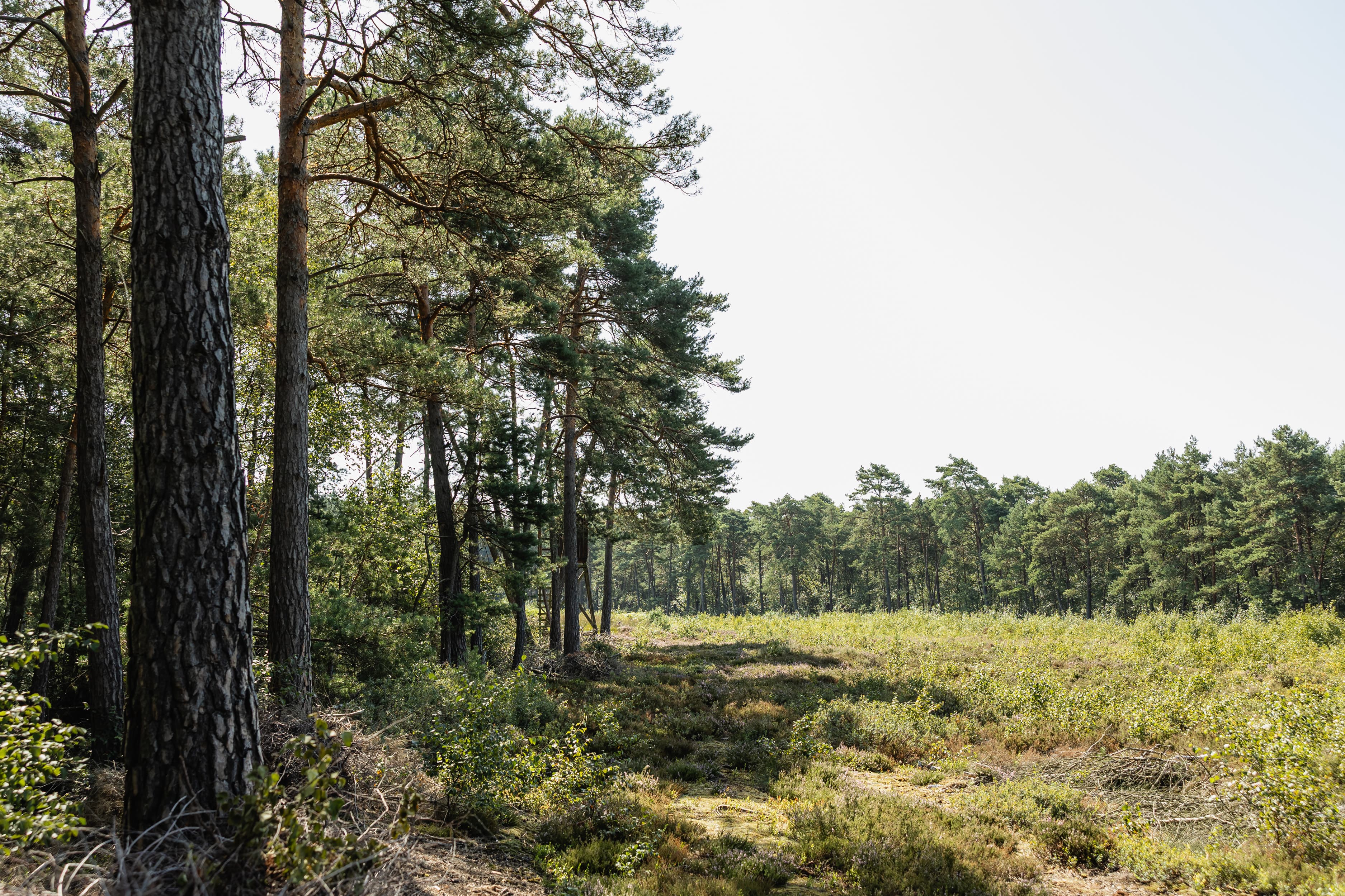 Moorgebiet Hannoversche Moorgeest Die Aussicht beim Renaturierungsprojekt des gemeinnützigen Vereins Bergwaldprojekt.
